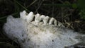 Close up view of animal teeth in a skeletal jawbone. Wear patterns on molar teeth visible