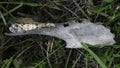 Close up view of animal teeth in a skeletal jawbone. Wear patterns on molar teeth visible