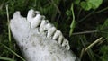 Close up view of animal teeth in a skeletal jawbone. Wear patterns on molar teeth visible