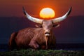 Close up view Ankole Watusi Longhorn on sunset Royalty Free Stock Photo