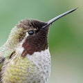 Close up View of an Annas Hummingbird Feathers