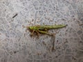 Close up view of ants eating dead grasshopper. Selective focus