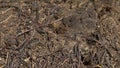 Close up view of ants on stone, Carpenter ant, Camponotus herculeanus. Teamwork: Black and Red Ants on Wooden Surface