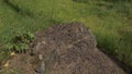 Close up view of ants on stone, Carpenter ant, Camponotus herculeanus. Teamwork: Black and Red Ants on Wooden Surface