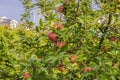 Close-up view of apple tree with red apples on warm autumn day.. Royalty Free Stock Photo