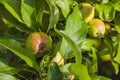 Close up view of apples with raindrops on apple tree on summer day. Royalty Free Stock Photo