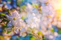 close up view on appletree flover on blurred background instagram stile Royalty Free Stock Photo