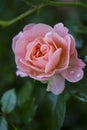 Close-Up View of Apricot Colored Rose Royalty Free Stock Photo