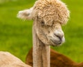 A close-up view of an apricot coloured Alpaca, recently sheared but still with tufty head in Charnwood Forest, UK on a spring day