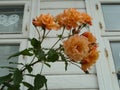 Close up Apricot Roses on the branch