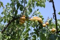 Orange apricot tree with branches and leaves and fruits.