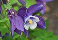 Close Up View of Aquilegia Columbine Flower