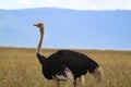 Close-up view of an Arabian ostrich in the grass under the blue sky Royalty Free Stock Photo