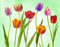 Wonderful  colourful Tulips Royalty Free Stock Photo