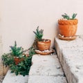 close up view of arranged flowerpots with plants on steps,