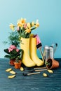 close up view of arranged rubber boots with flowers, flowerpots, gardening tools and watering can on wooden tabletop on blue Royalty Free Stock Photo