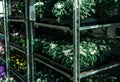 close up view of arranged various plants and flowers in flowerpots