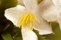 A close-up view of an artificial flower crafted from plastic, showcasing delicate white petals surrounding a bright yellow stamen. Royalty Free Stock Photo