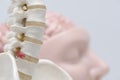 Lumabr spine and human brain model Royalty Free Stock Photo