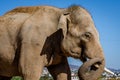 Close up View of an Asian Elephant Head with Tusks. Blue Sky in Background. Big Mammal Animal Leisure Time under the Sun Royalty Free Stock Photo