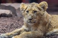 Close up view of an Asiatic lion cub Royalty Free Stock Photo
