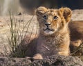 Close up view of an Asiatic lion cub Royalty Free Stock Photo