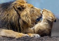 Close up view of Asiatic lion (Panthera leo persica) - father playing with his cub 2 Royalty Free Stock Photo