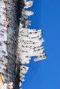 Close up view of Aspen tree bark against blue sky background Royalty Free Stock Photo