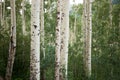 Close up view of aspen trees in green forest Royalty Free Stock Photo