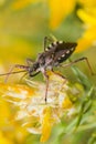 Assassin Bug (Rhynocoris cuspidatus) Royalty Free Stock Photo