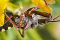 Assassin Bug (Rhynocoris cuspidatus) Royalty Free Stock Photo