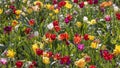 Assorted colorful Tulip flower bed in Holland, Michigan, selective focus