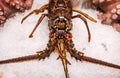 Atlantic lobster on cold ice close up Royalty Free Stock Photo