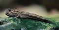 Close-up view of an Atlantic mudskipper