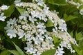 Close up view of attractive white flower clusters on a compact cranberry bush