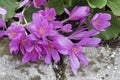 Close up view of attractive crocus type purple flowers growing along a stone path