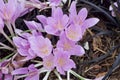 Close up view of attractive crocus type purple flowers growing in a European garden