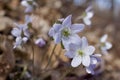 Close up view of attractive pink anemone wildflowers hepatica Royalty Free Stock Photo