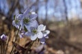 Close up view of attractive pink anemone wildflowers hepatica Royalty Free Stock Photo