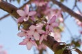Close up view of a attractive pink crabapple blossoms in full bloom Royalty Free Stock Photo