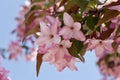 Close up view of a attractive pink crabapple blossoms in full bloom Royalty Free Stock Photo