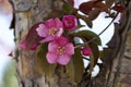 Close up view of a attractive pink crabapple blossoms in full bloom Royalty Free Stock Photo