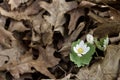 Close up view of an attractive white Bloodroot wildflower in its natural habitat