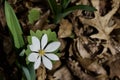Close up view of an attractive white Bloodroot wildflower in its natural habitat