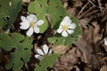 Close up view of attractive white Bloodroot wildflowers in their natural habitat