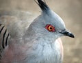 Close up view of Australian crested pigeon.