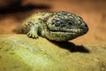 Close up view of Australian green gecko lizard dragon reptile with rough skin