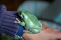 Close-up view of australian green tree frog on a hand Royalty Free Stock Photo