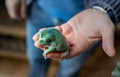 Close-up view of australian green tree frog on a hand Royalty Free Stock Photo