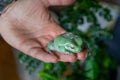 Close-up view of australian green tree frog on a hand Royalty Free Stock Photo